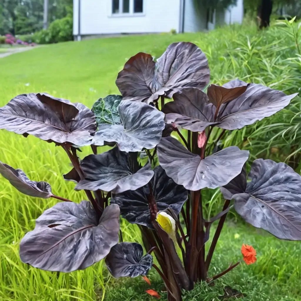 Colocasia esculenta 'Distant Memory'