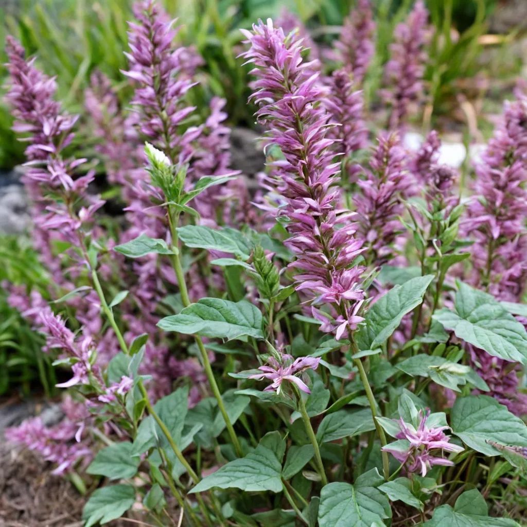Agastache pallidiflora