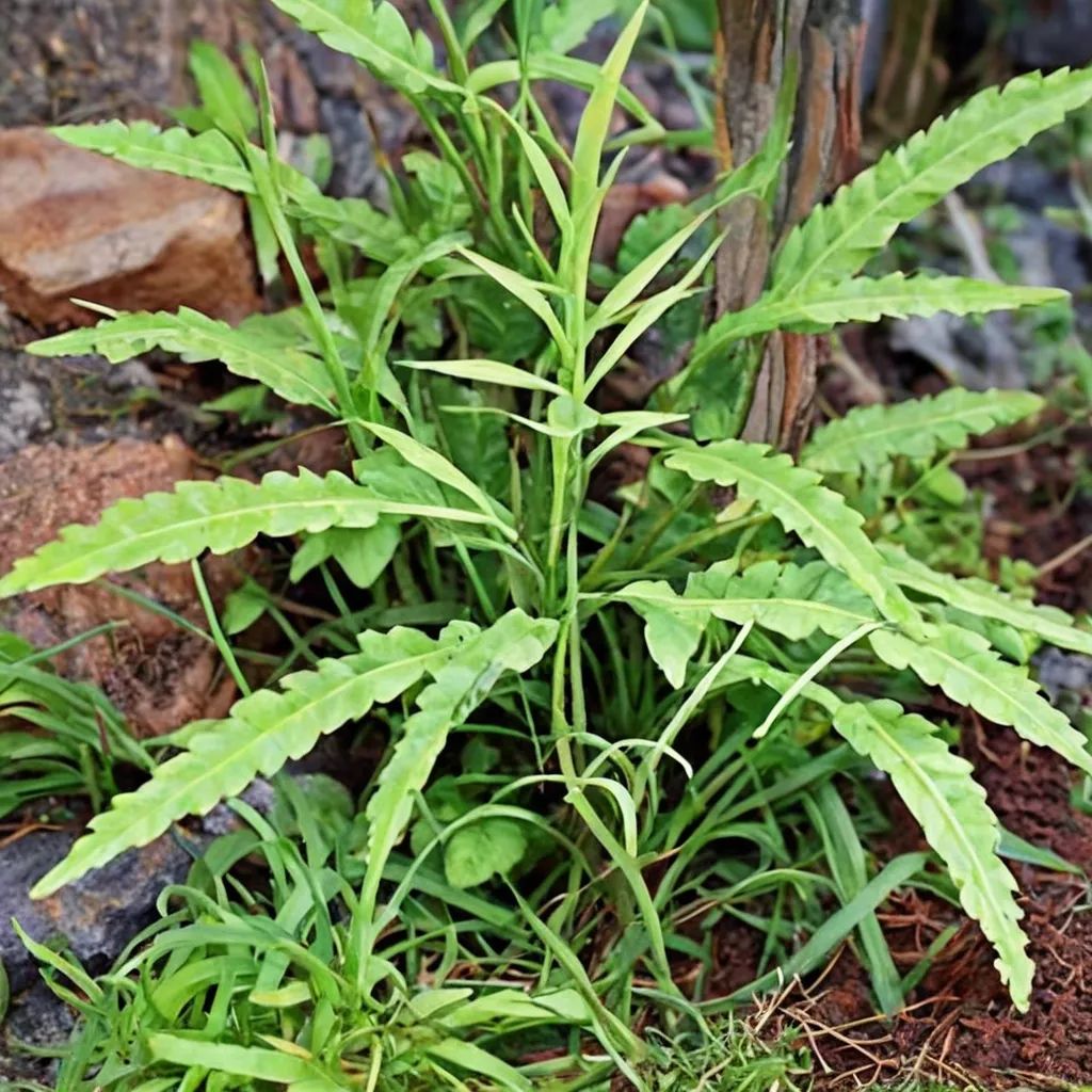 Pteris multifida
