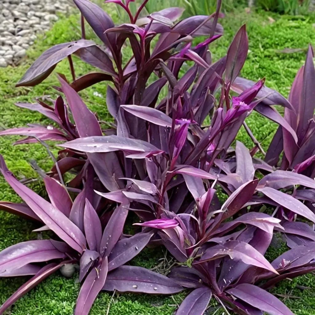 Tradescantia pallida