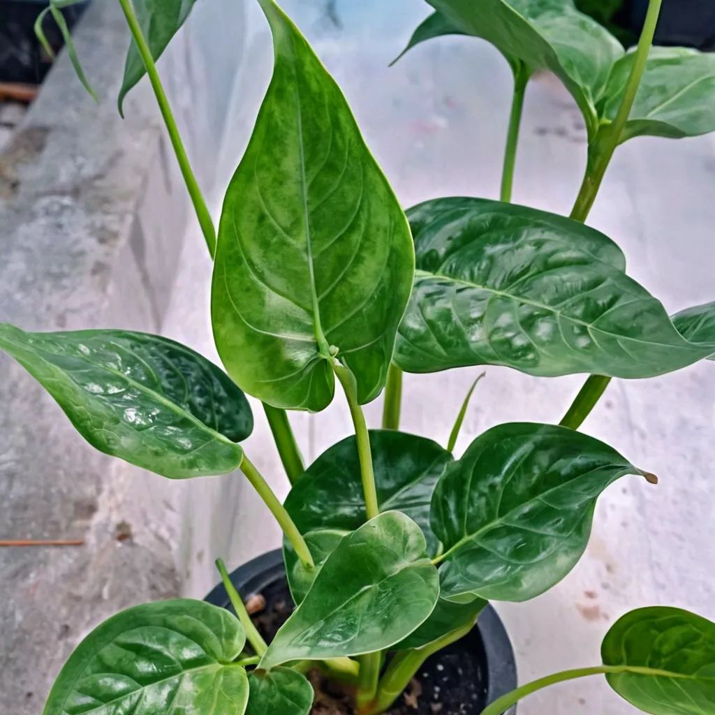 Alocasia cucullata