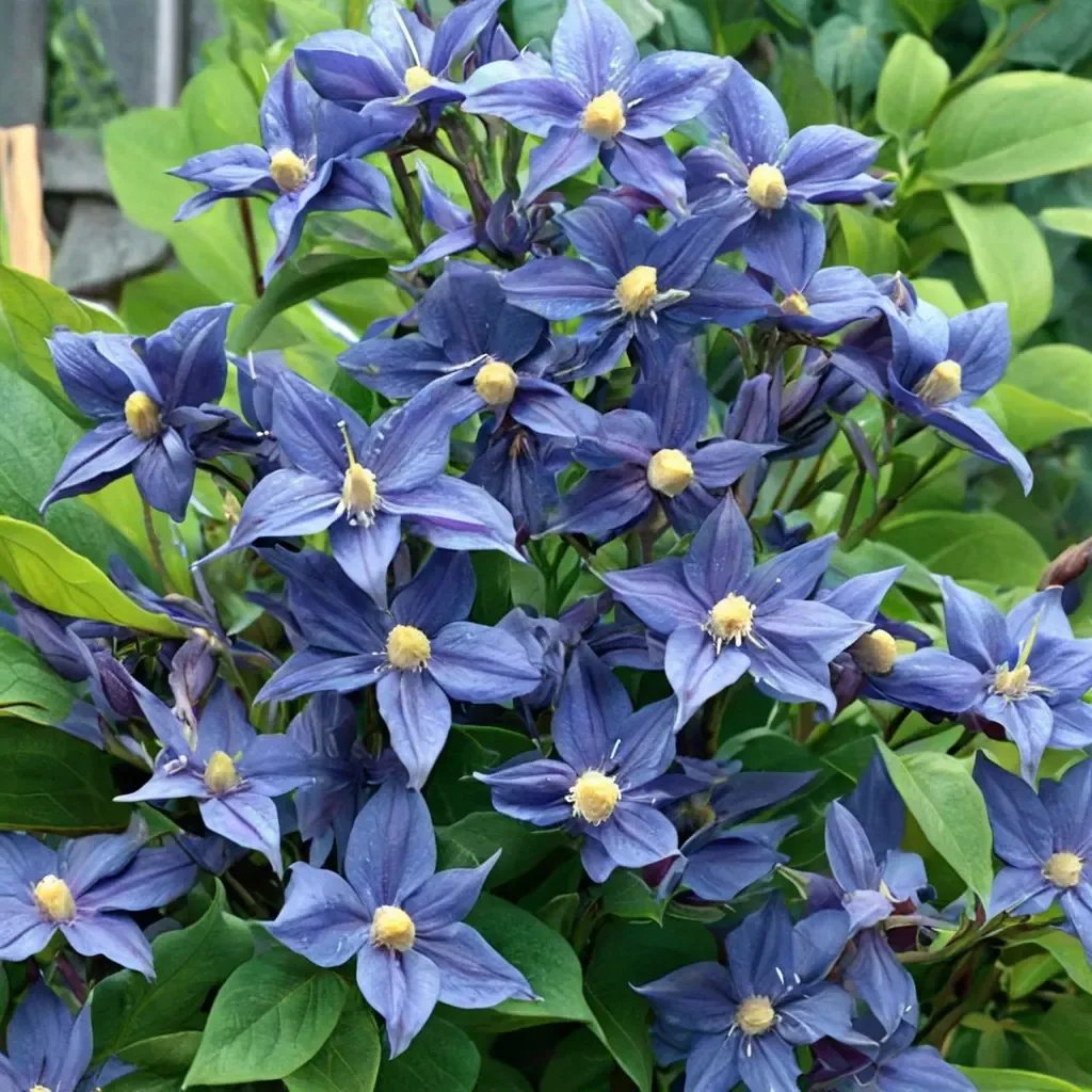 Clematis x durandii