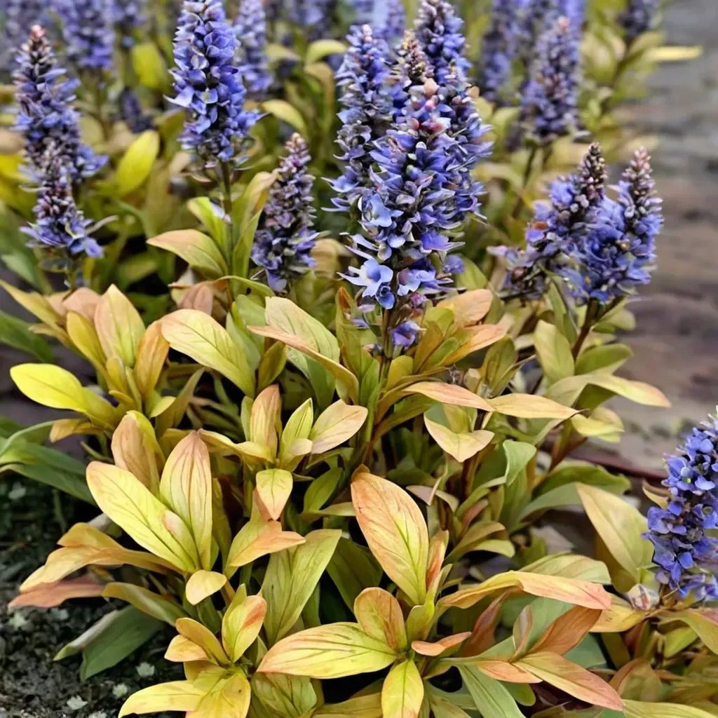 Ajuga reptans 'Fancy Finch'