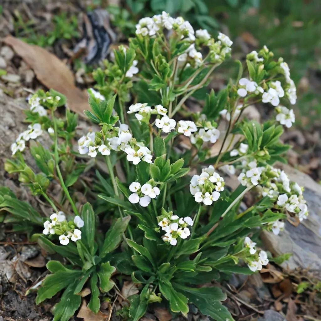 Draba ramosissima