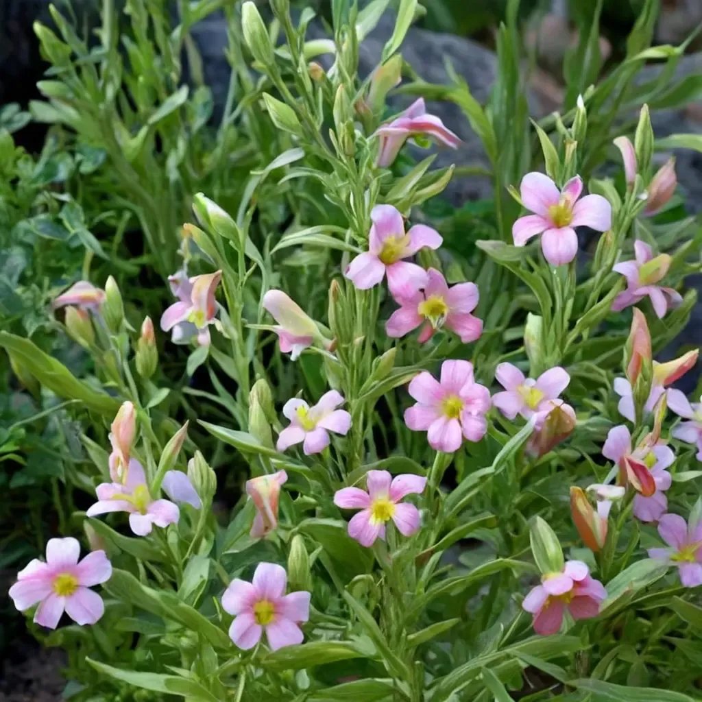 Mimulus x lewisii-cardinalis