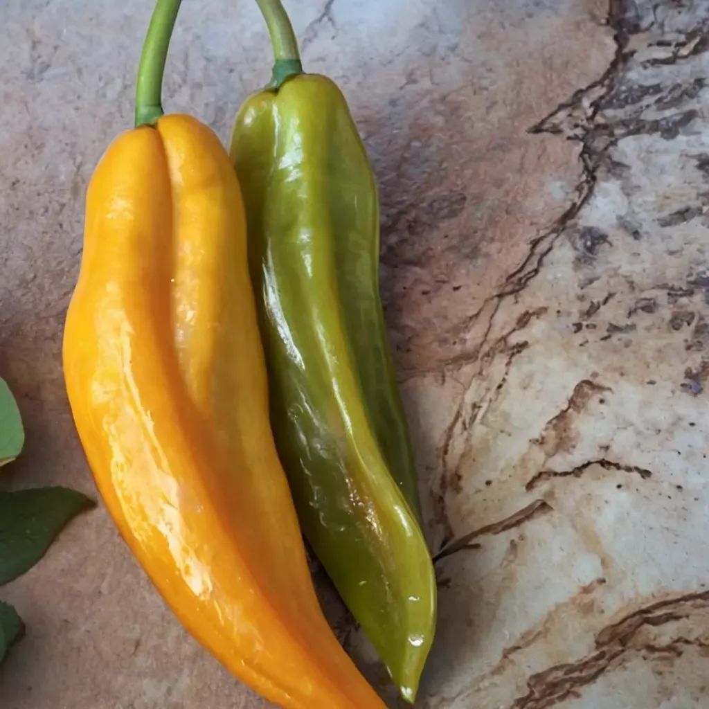 Capsicum annuum 'Mama Mia Giallo'