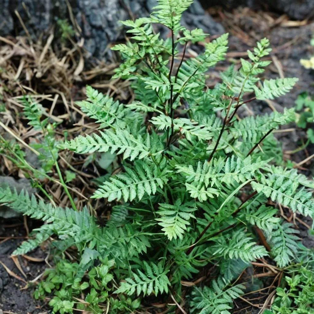 Cheilanthes quadripinnata