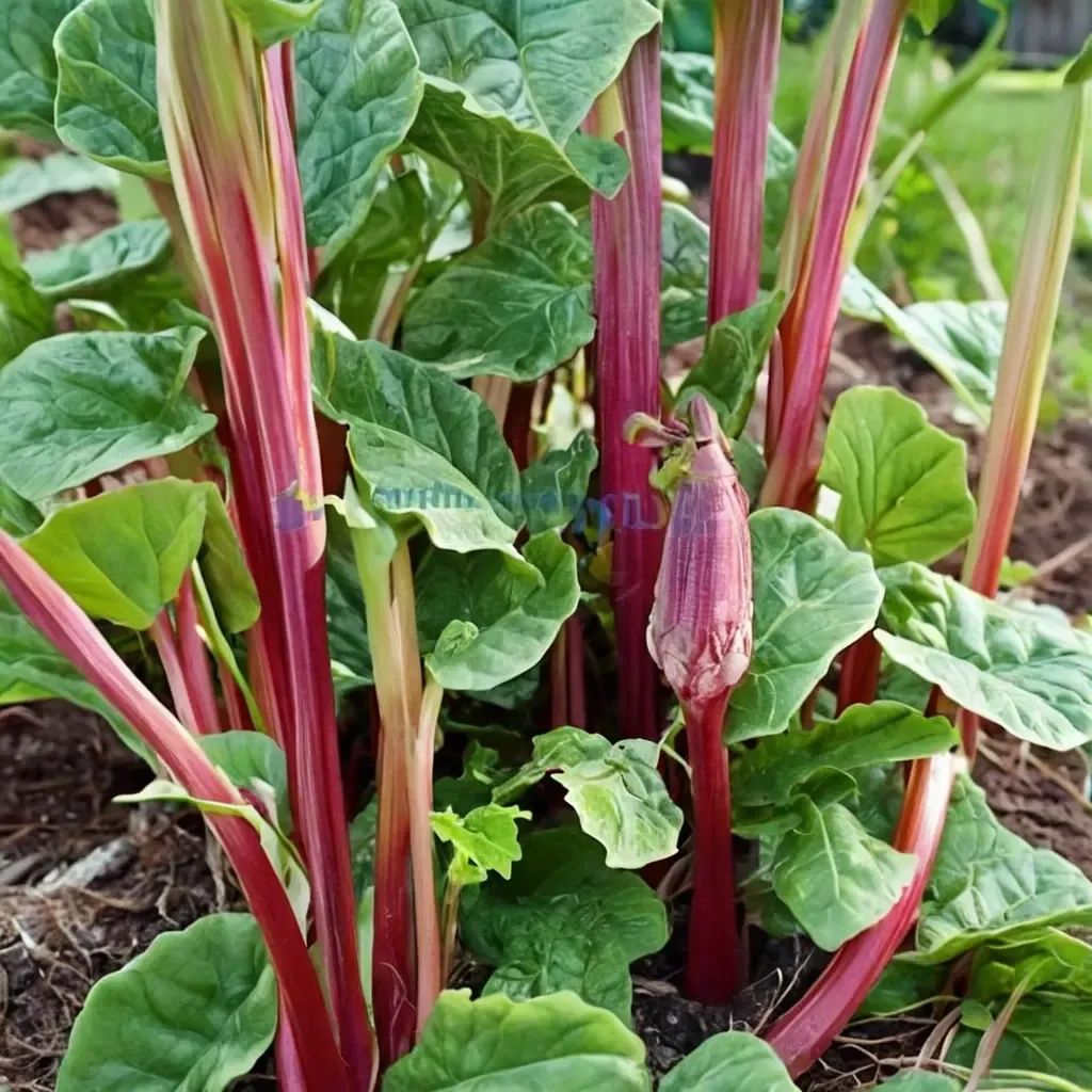 Rheum rhabarbarum 'Glaskin's Perpetual'