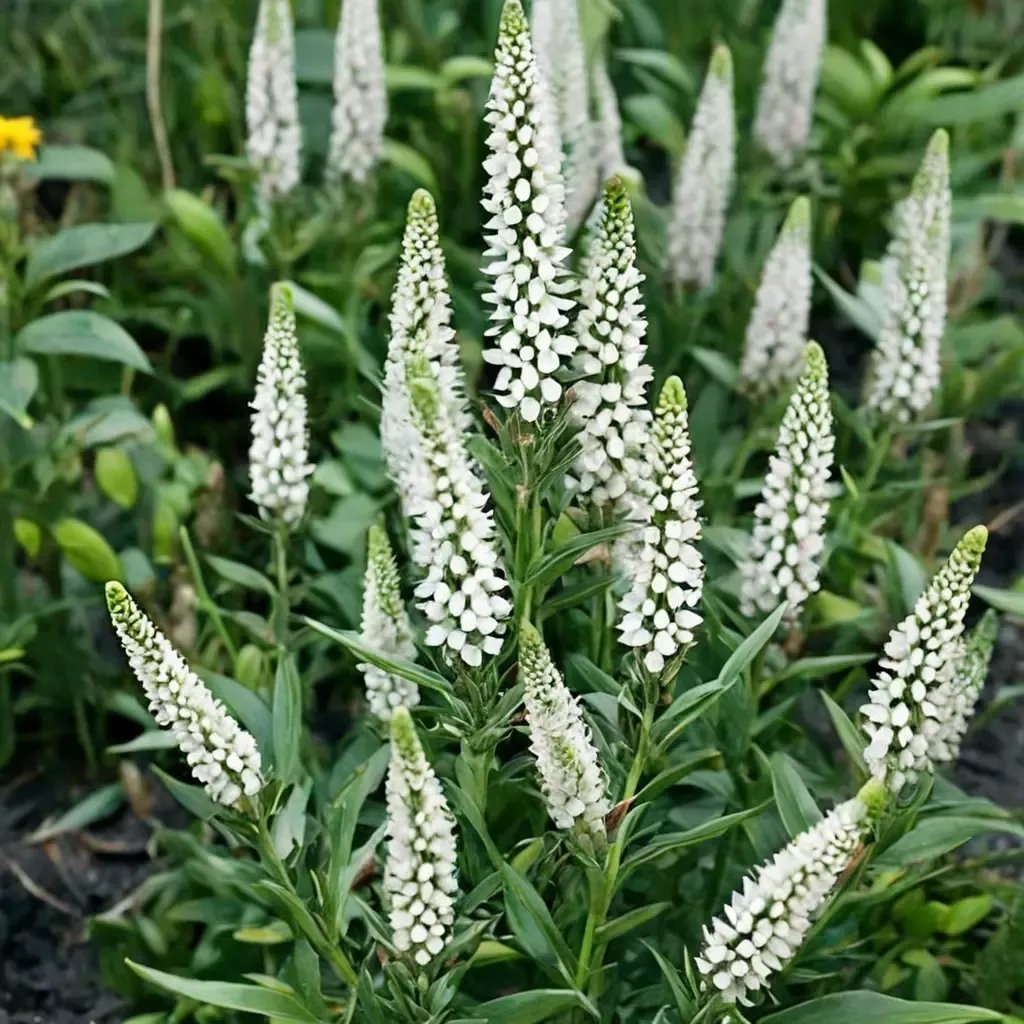 Veronica spicata 'First Lady'