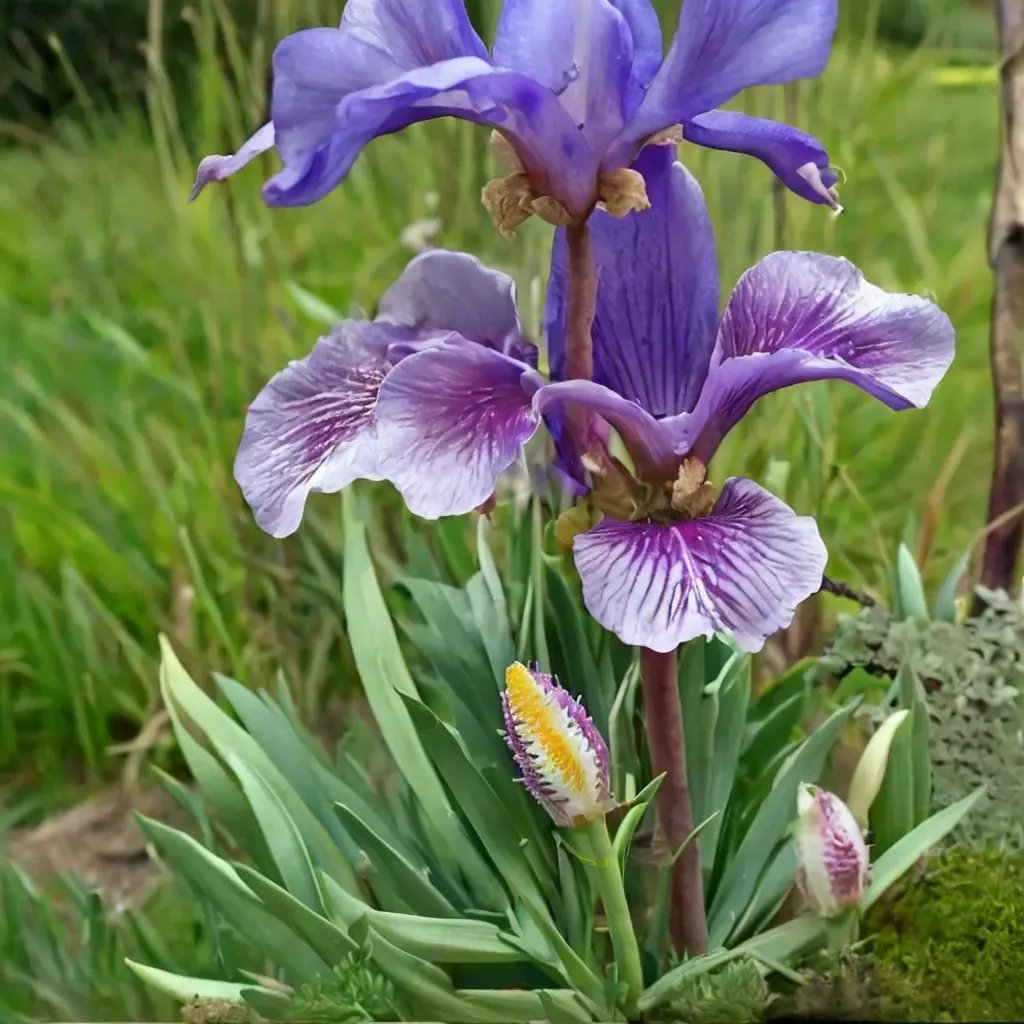Iris x germanica 'Fleur-De-Lis Arch'