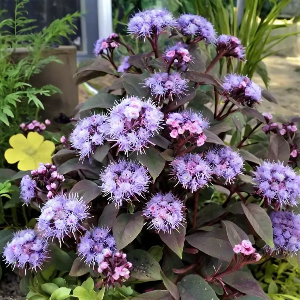 Ageratum corymbosum