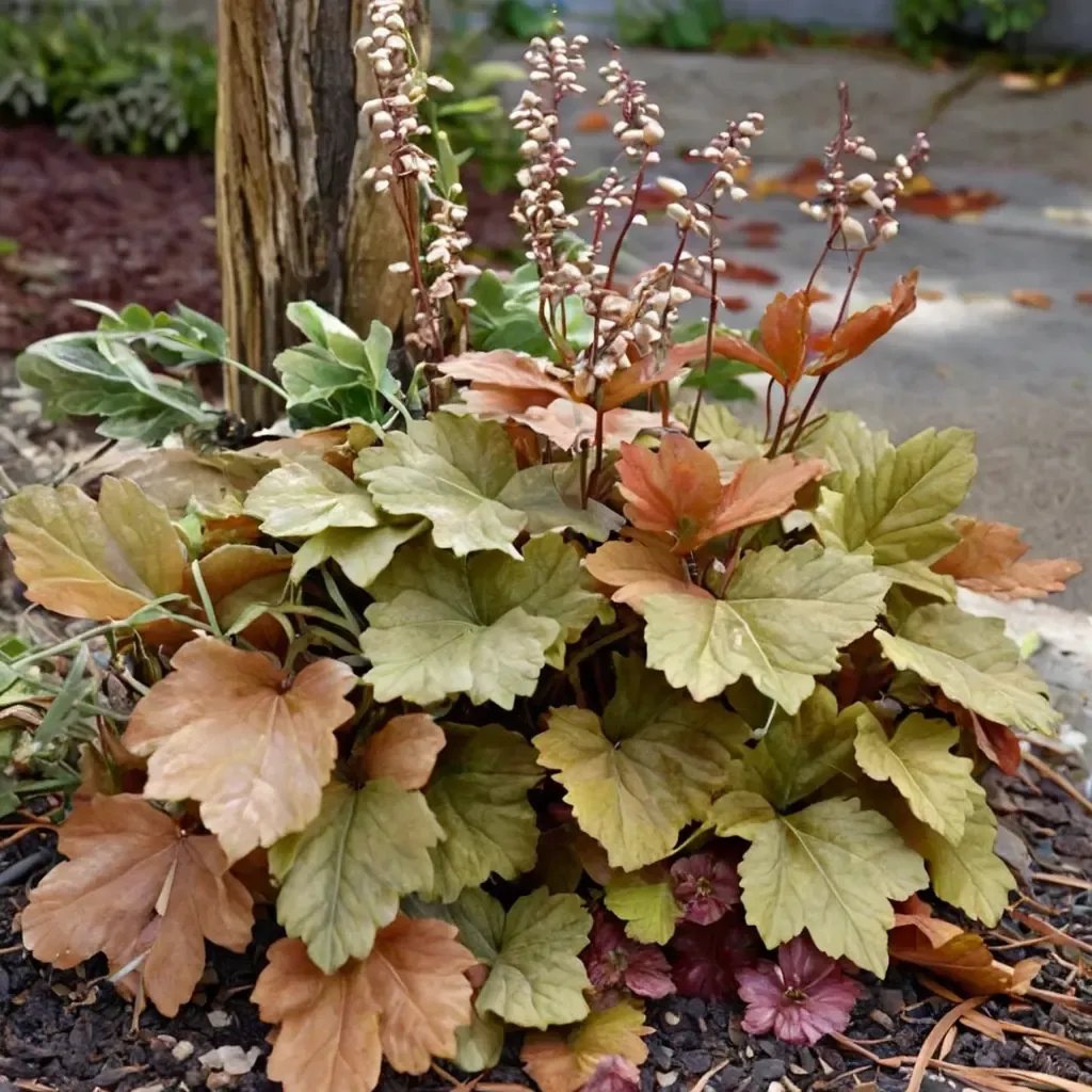 Heuchera x brizoides 'Toffee Tart'