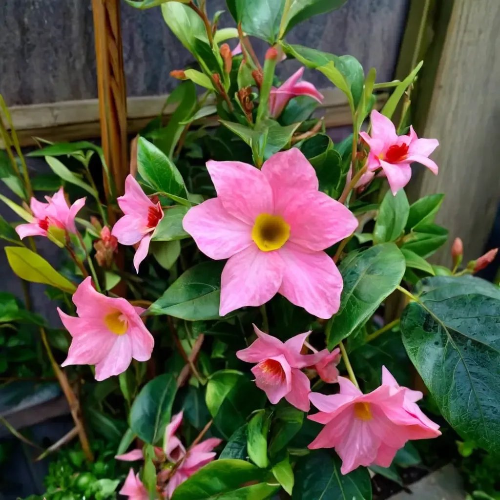 Mandevilla sanderi 'Pretty Pink'