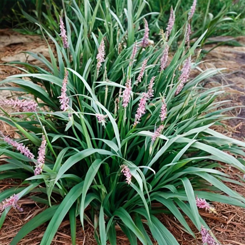 Liriope muscari 'Samantha'