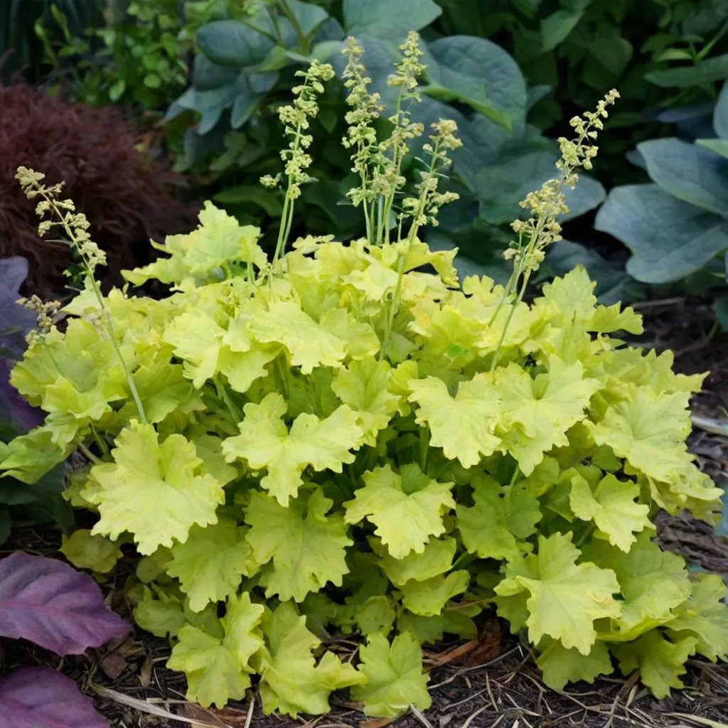 Heuchera x hybrida 'Twist of Lime'