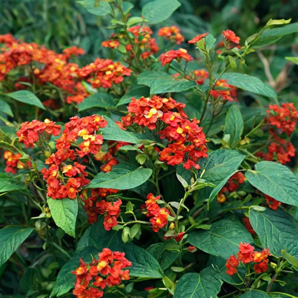 Lantana camara 'Dallas Red'