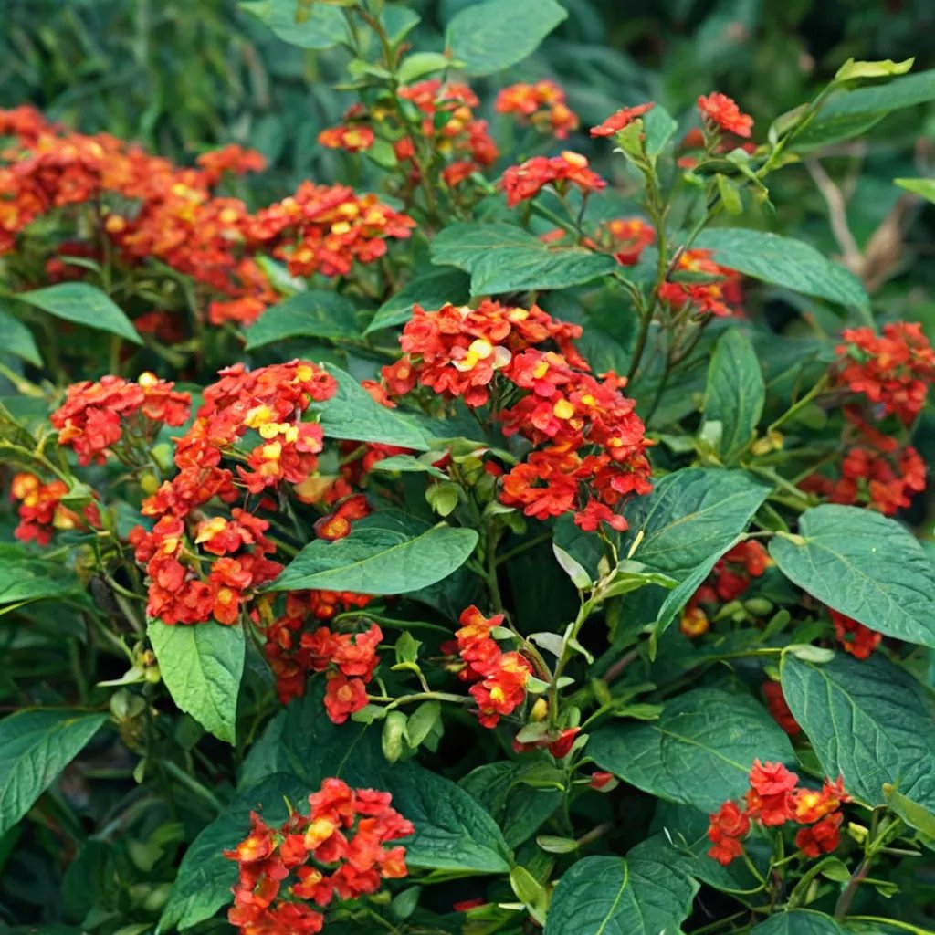 Lantana camara 'Dallas Red'