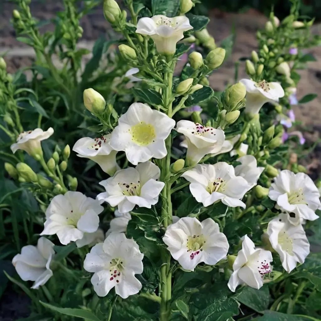 Digitalis purpurea 'Camelot White'