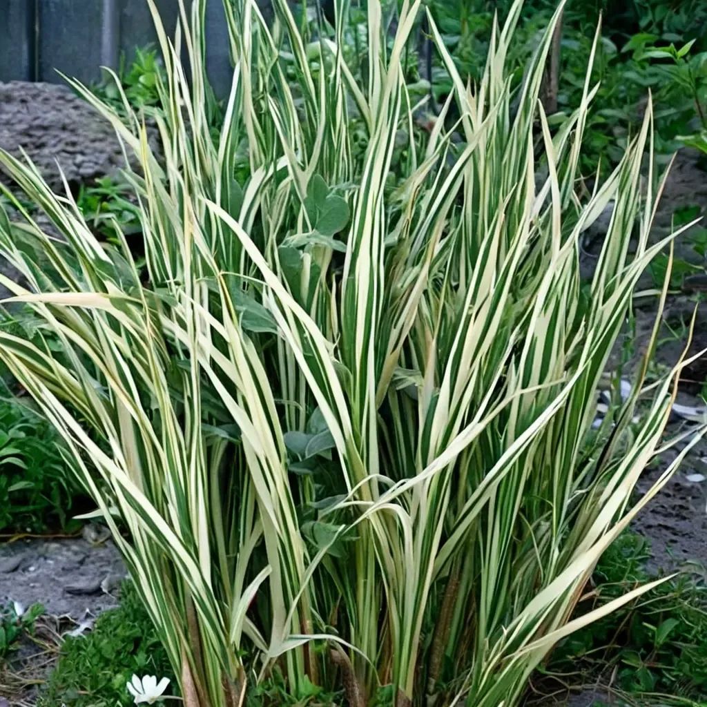 Acorus calamus 'Variegatus'