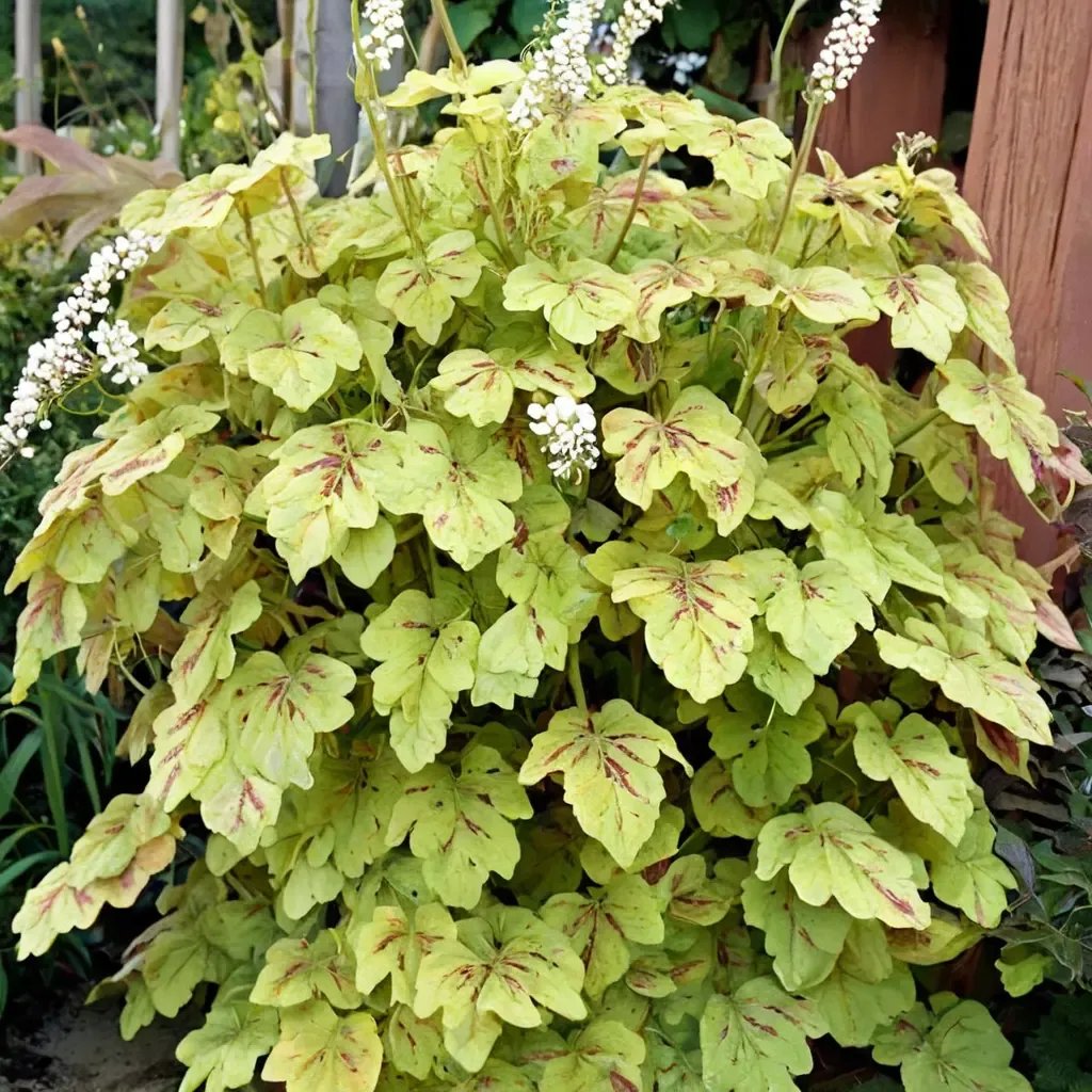 Heuchera x brizoides 'Yellowstone Falls'