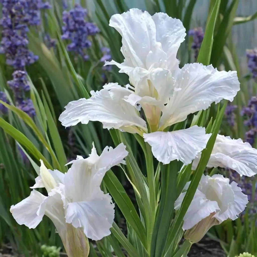 Iris siberica 'Immortality'