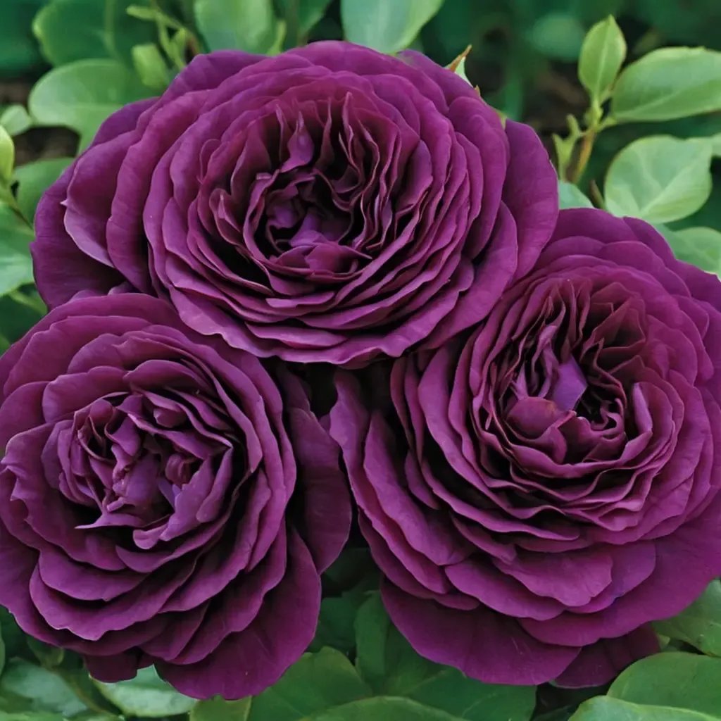 Rosa grandiflora 'Twilight Zone'