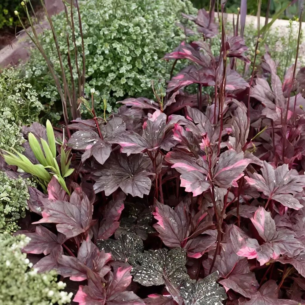 Heuchera x brizoides 'Midnight Rose'