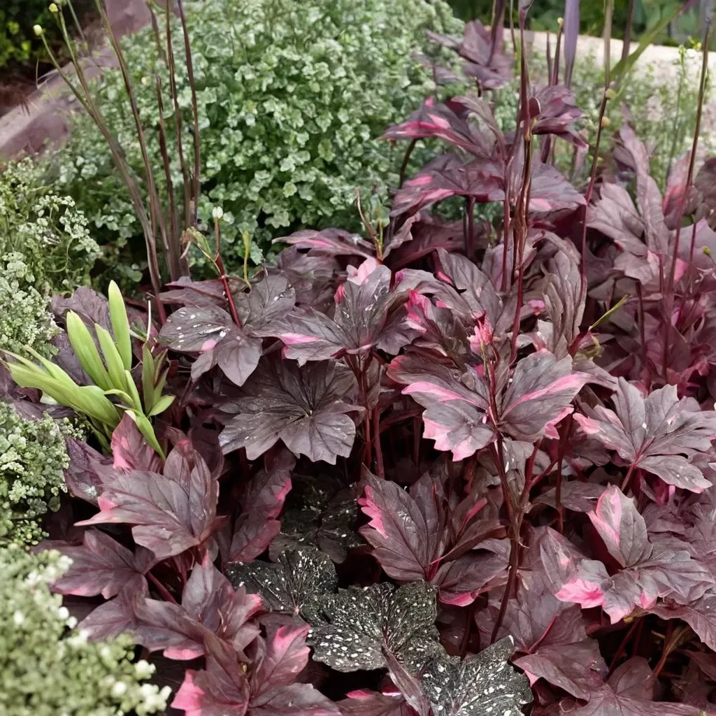 Heuchera x brizoides 'Midnight Rose'