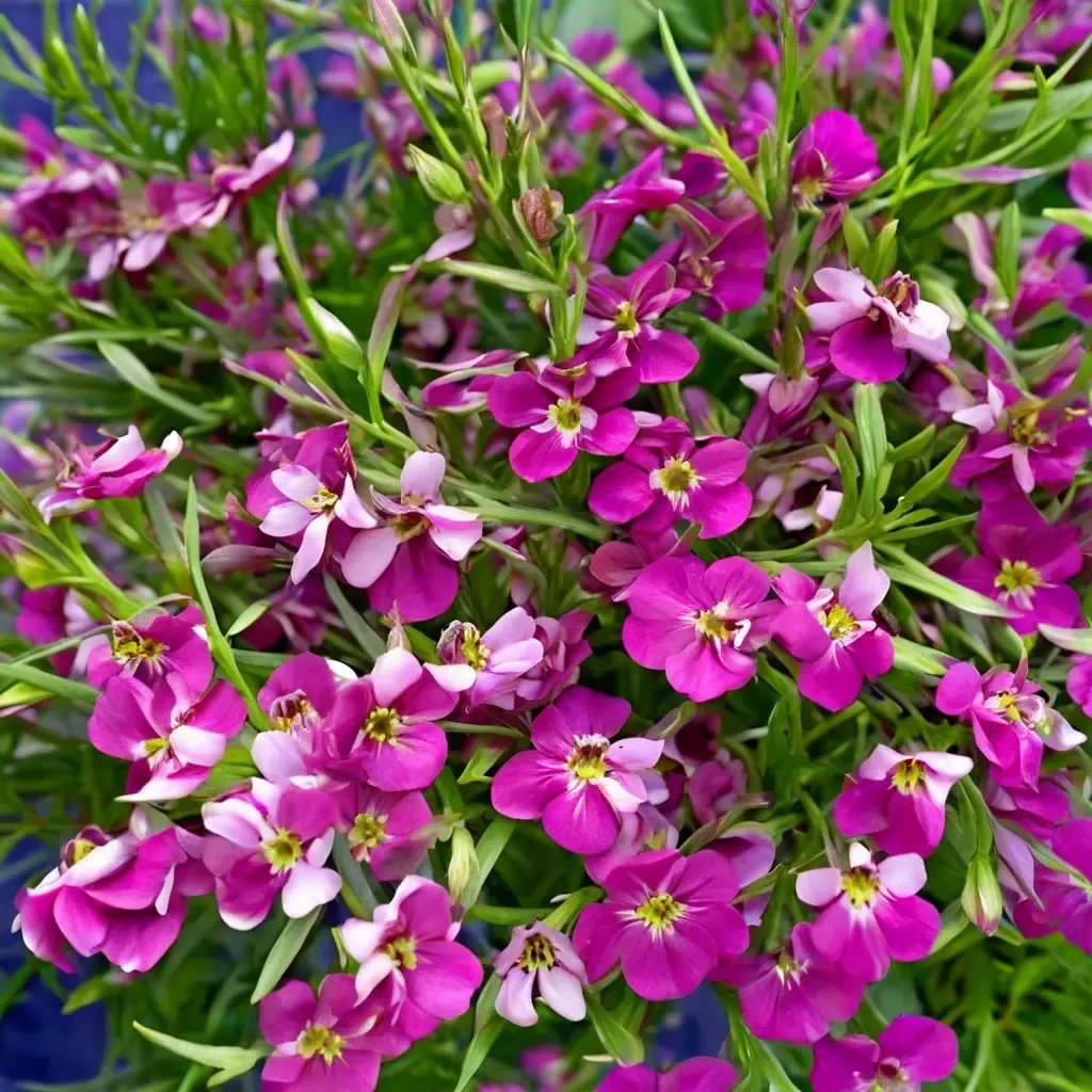 Lobelia erinus 'Fountain Rose'