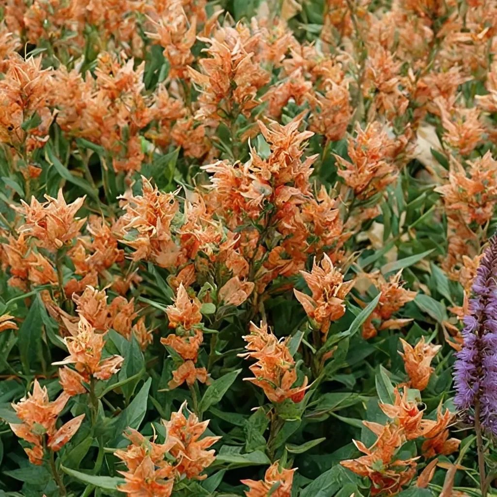 Agastache aurantiaca 'Poquito Orange'