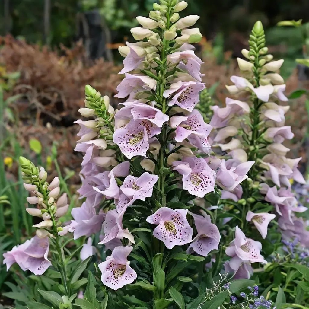 Digitalis purpurea 'Camelot Lavender'