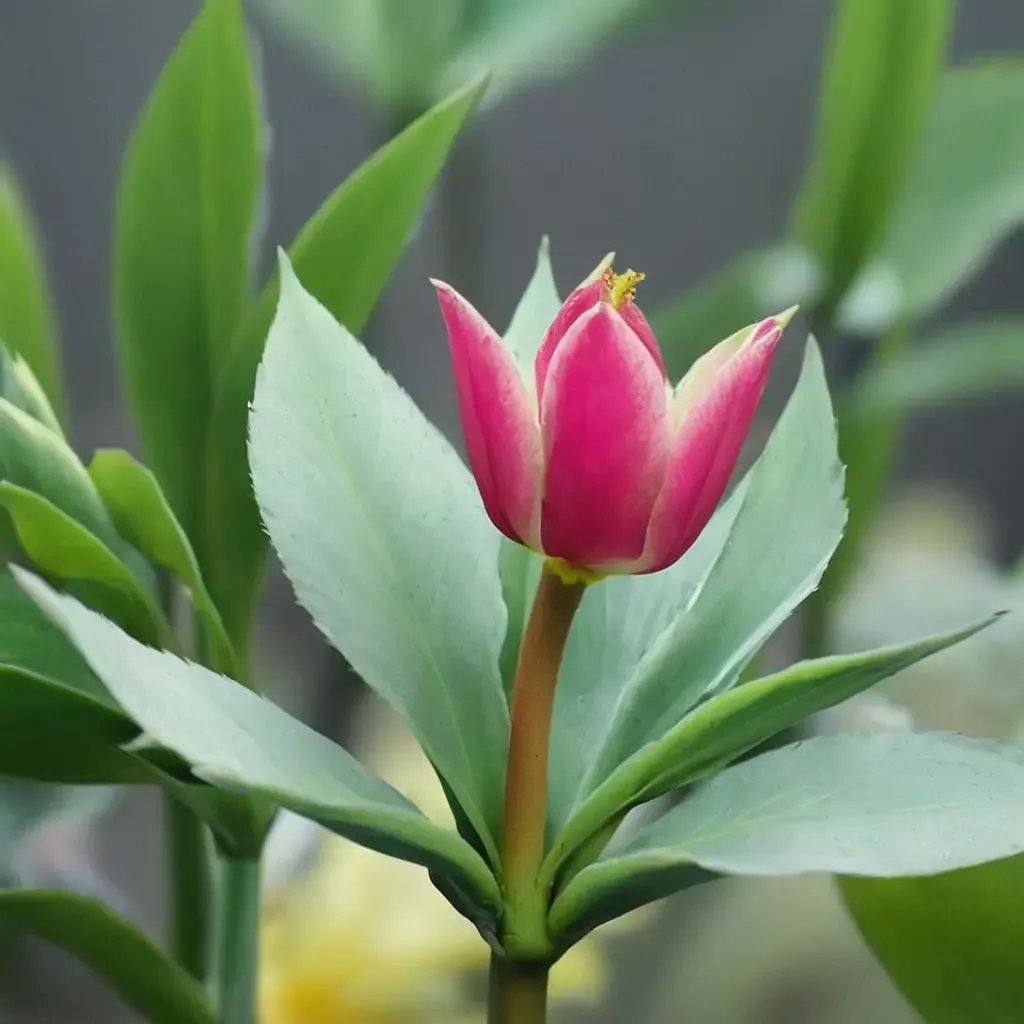 Tulipa tulipana
