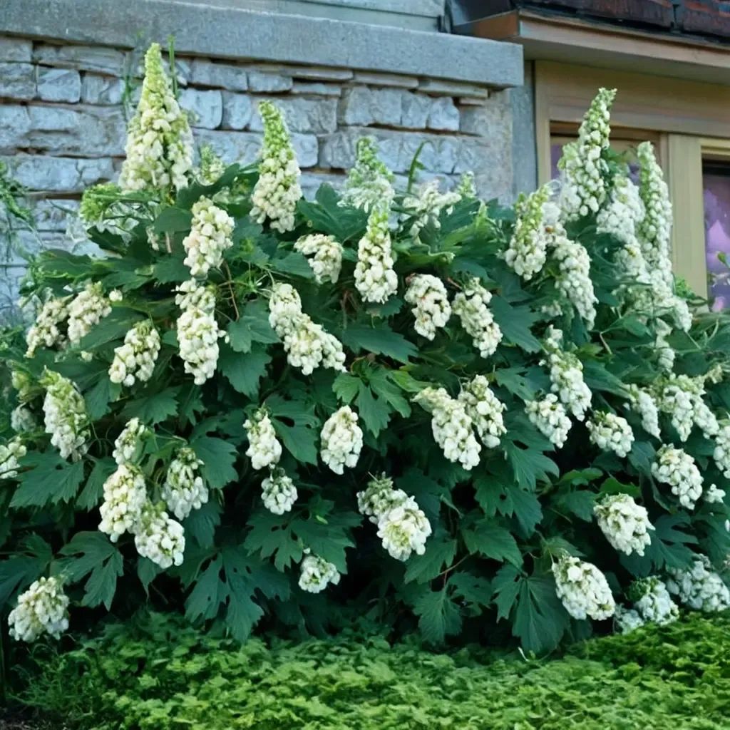 Hydrangea quercifolia 'Snowflake'