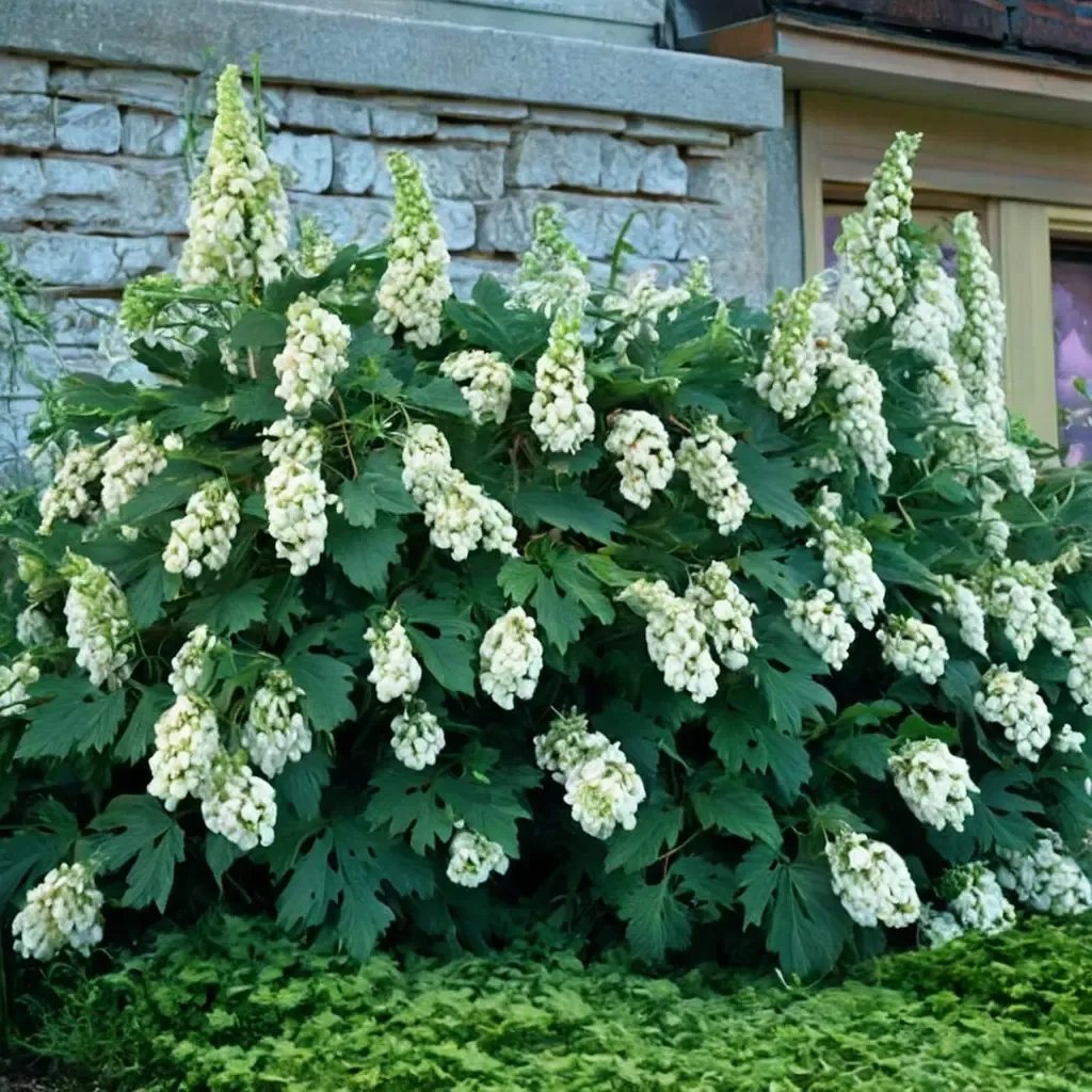 Hydrangea quercifolia 'Snowflake'