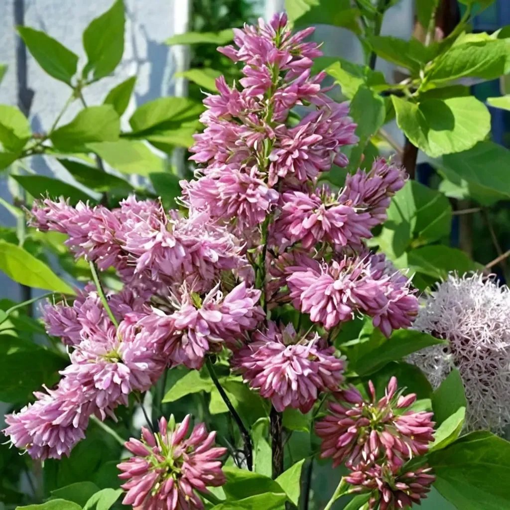 Syringa x hyacinthiflora 'James Macfarlane'