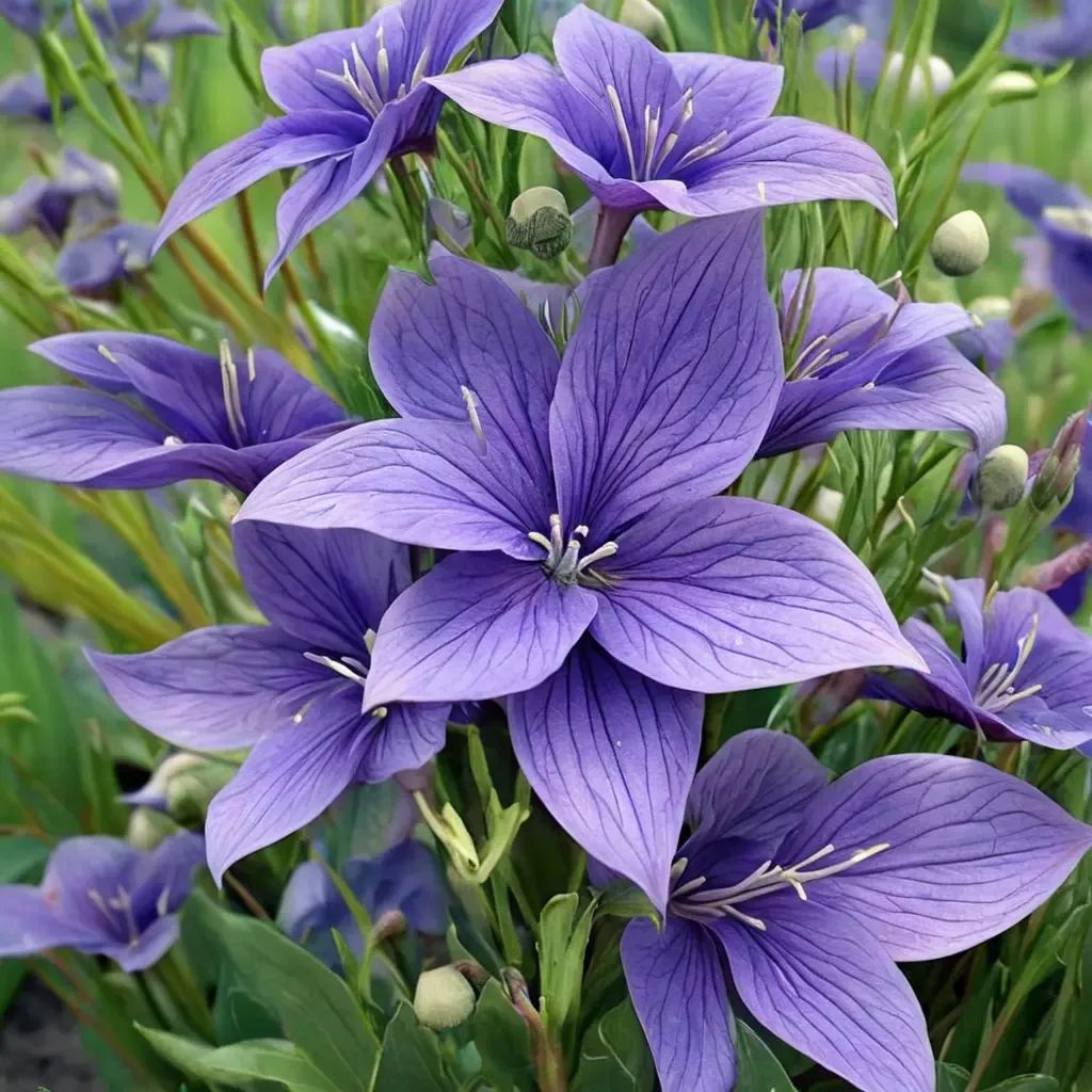 Platycodon grandiflorus 'Fuji Blue'