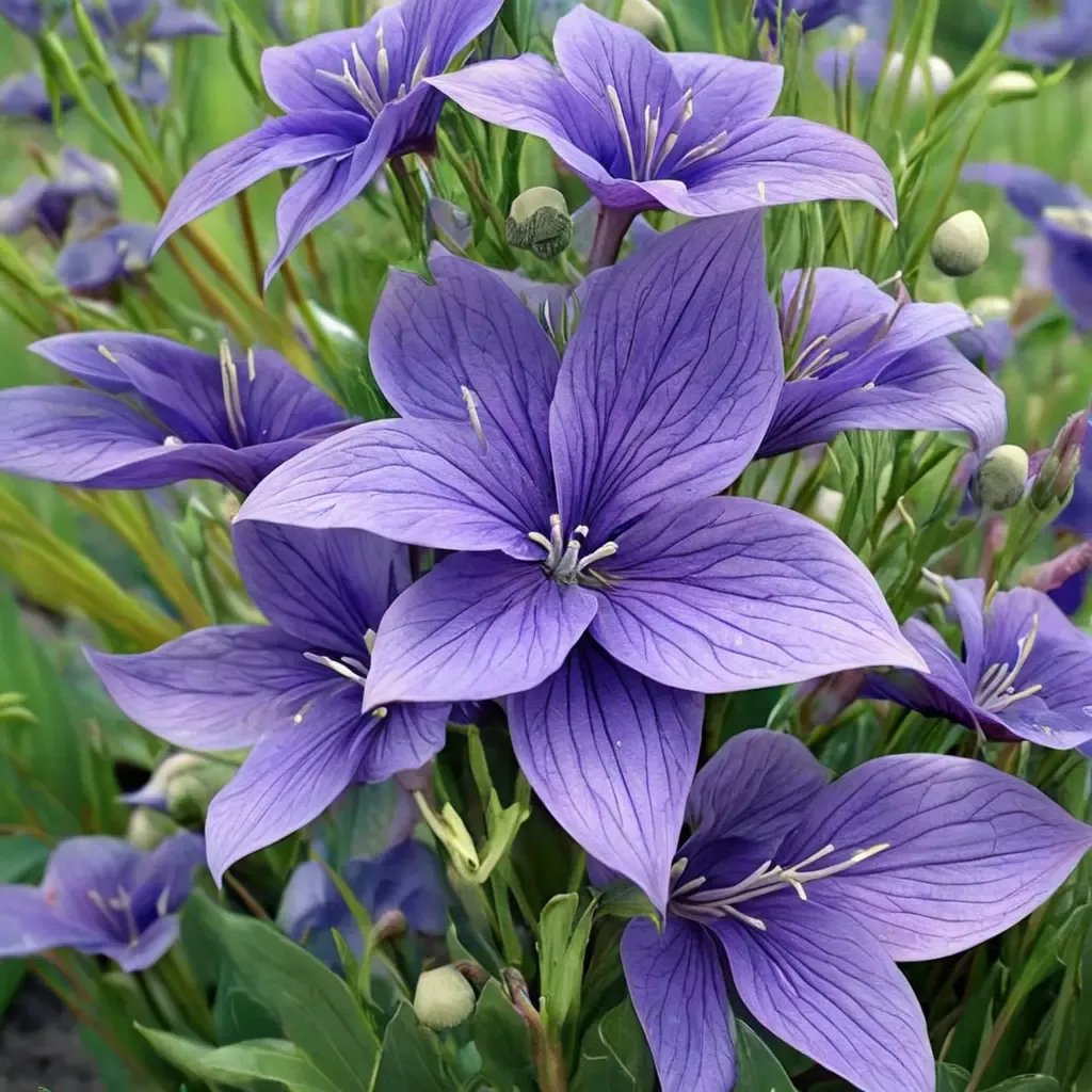 Platycodon grandiflorus 'Fuji Blue'