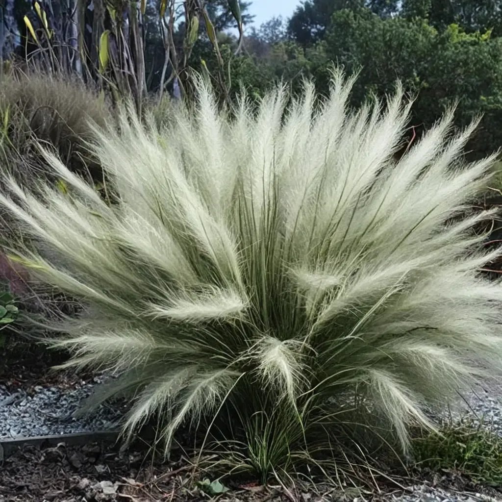Muhlenbergia sericea 'White Cloud'
