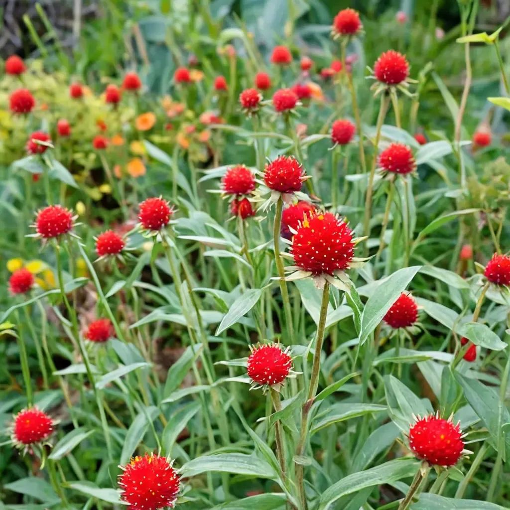 Gomphrena haageana 'Strawberry Fields'