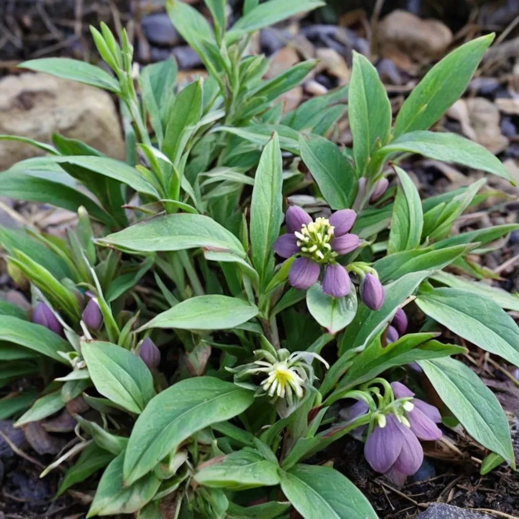 Helleborus croaticus 'WM121'