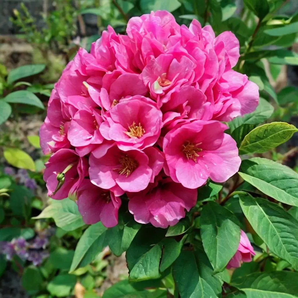 Rosa gallica 'Zephirine Drouhin'