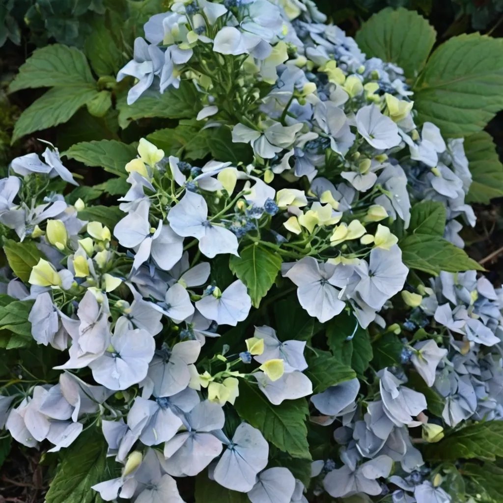 Hydrangea macrophylla 'Beaute Vendomoise'