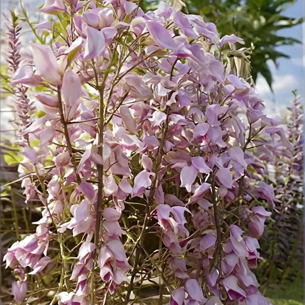 Wisteria floribunda 'Honbeni'