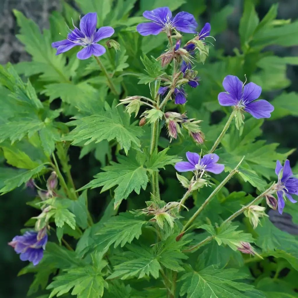 Geranium sylvaticum