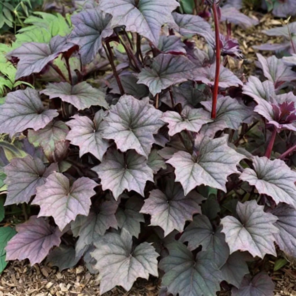 Heuchera x hybrida 'Frosted Violet'