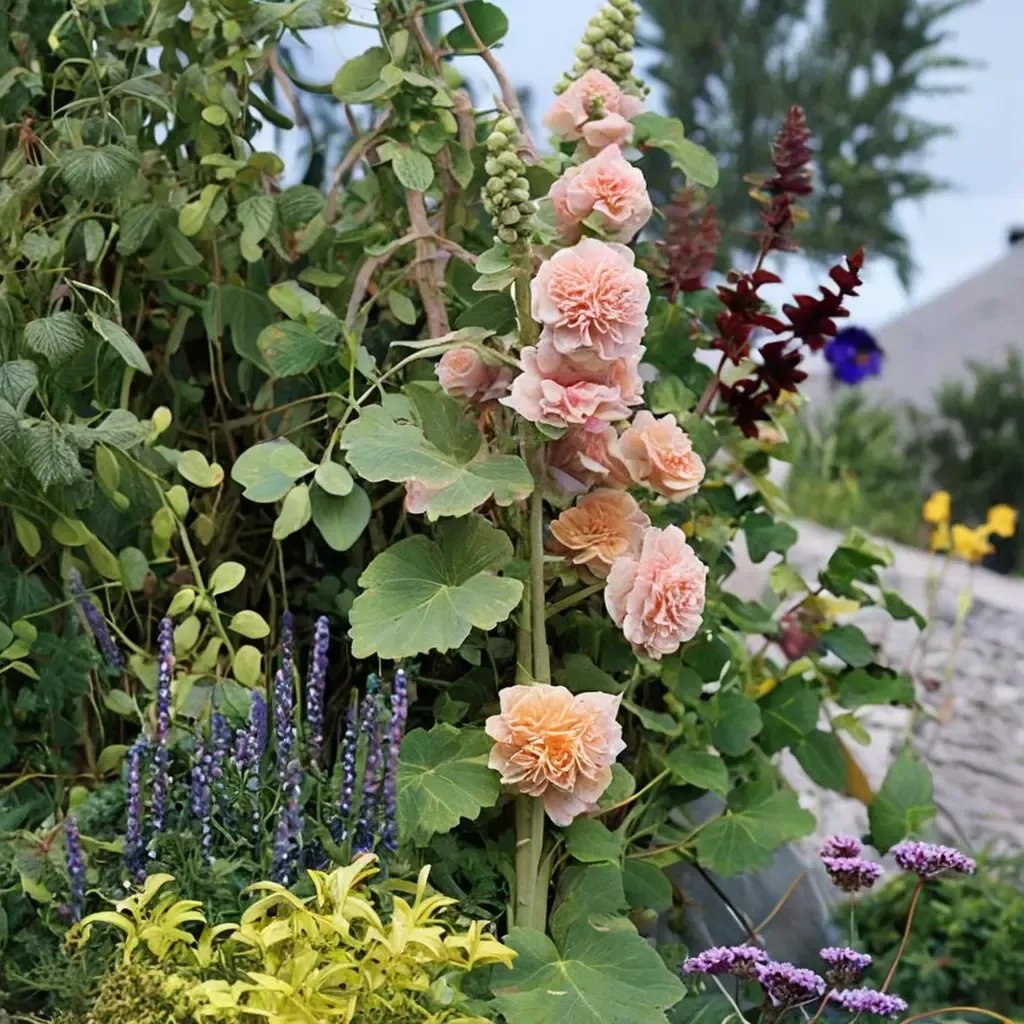 Alcea rosea 'Double Apricot'