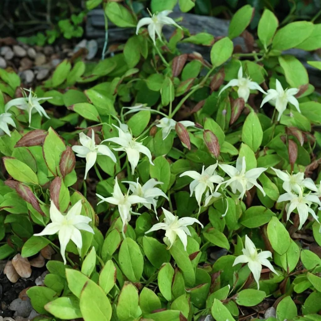 Epimedium grandiflorum 'Nanum'