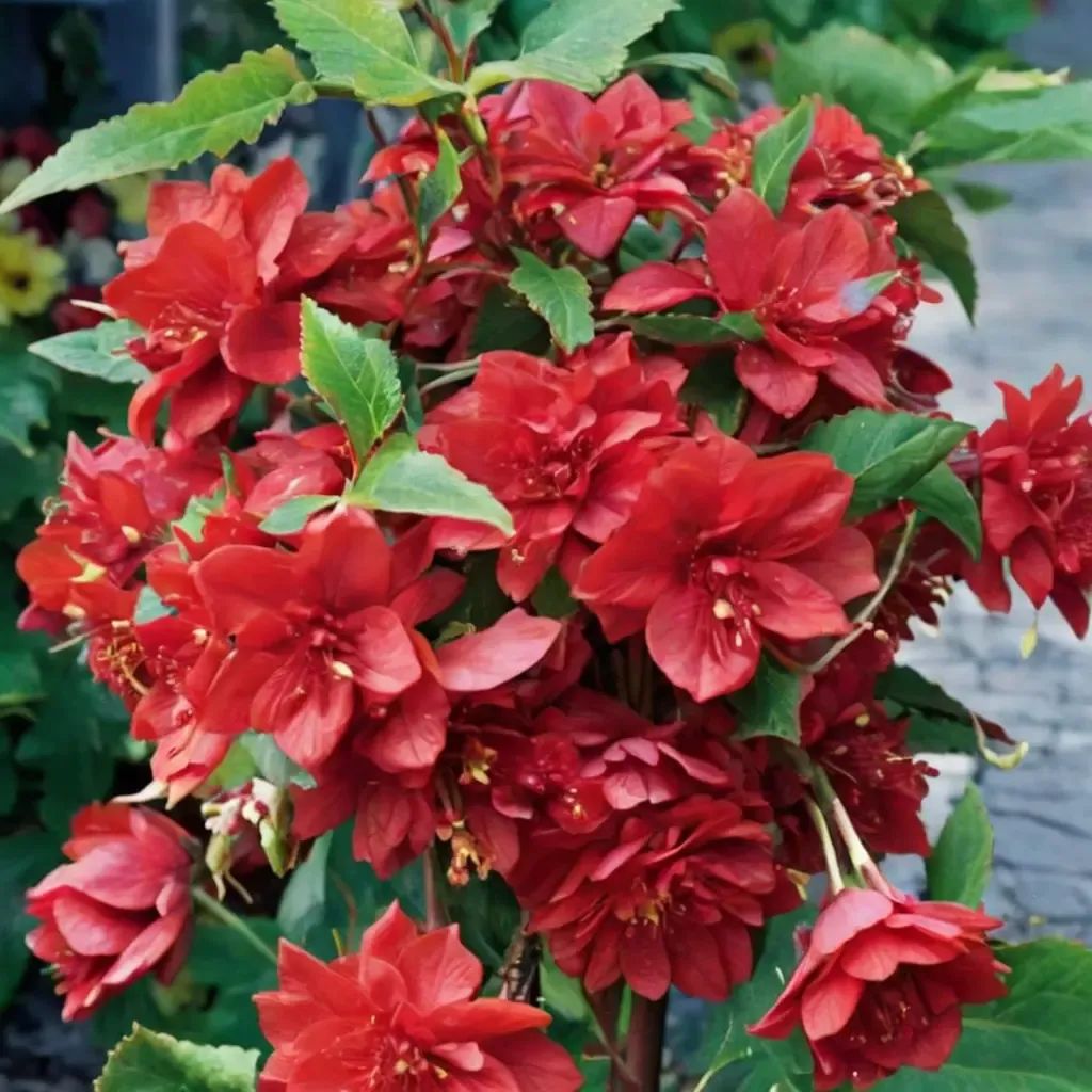 Begonia x tuberhybrida 'Illumination Scarlet'