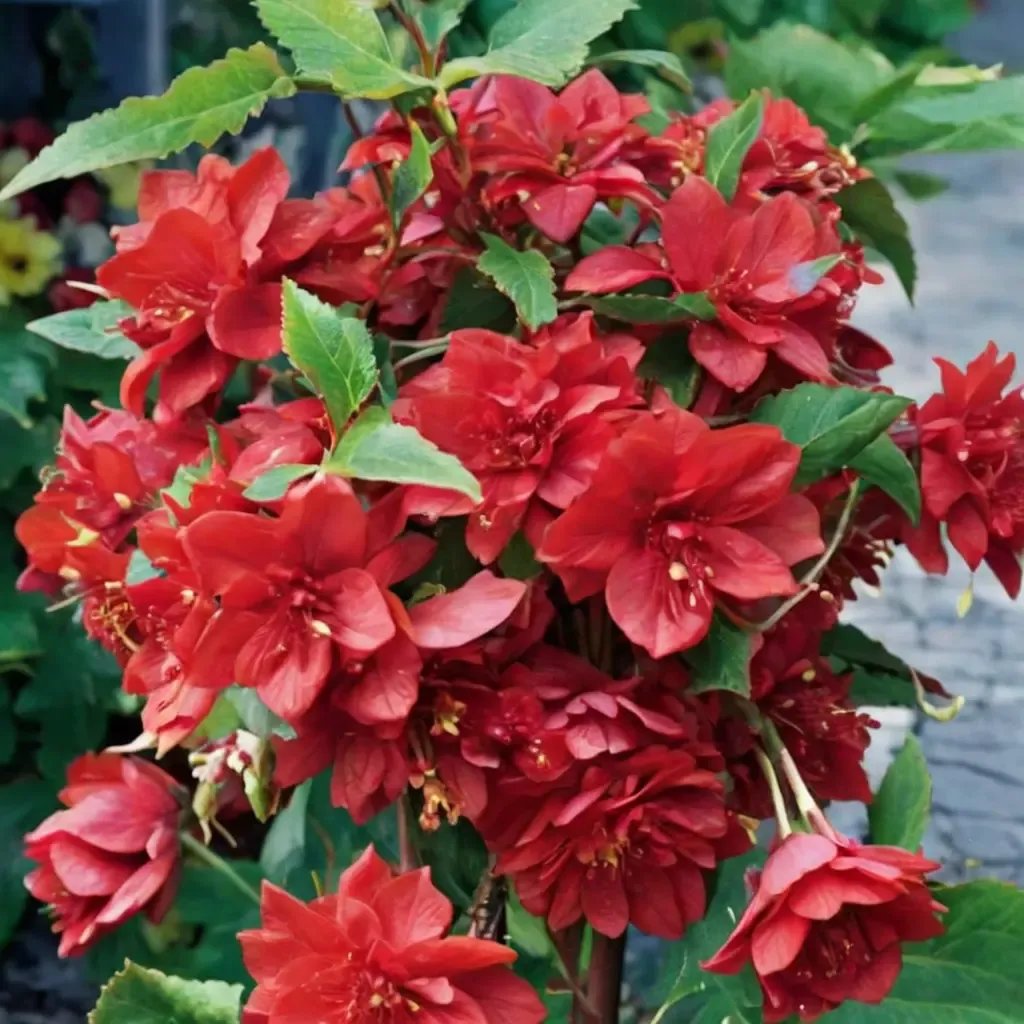 Begonia x tuberhybrida 'Illumination Scarlet'