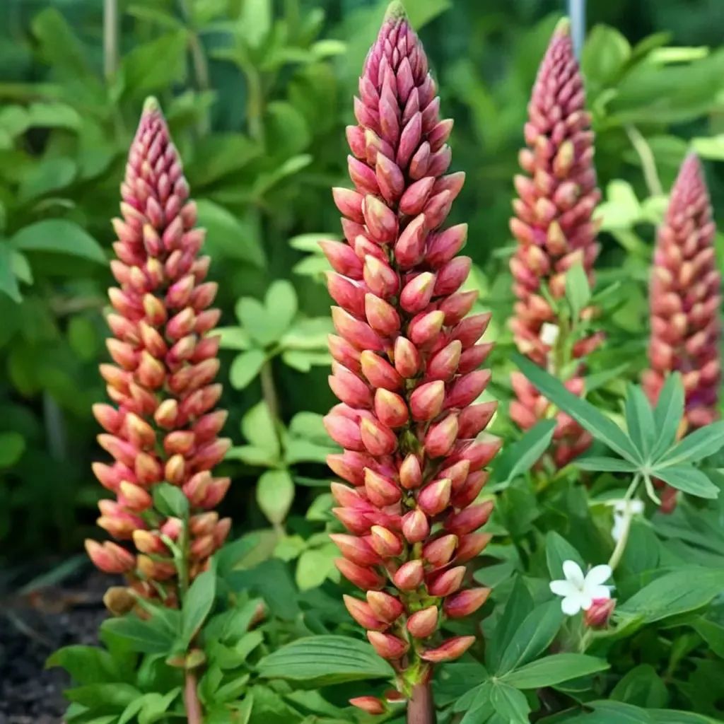Lupinus polyphyllus 'Towering Inferno'